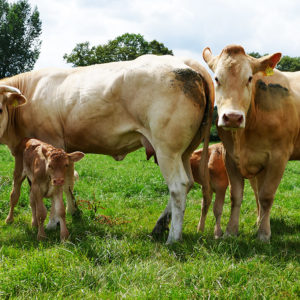 Blonde d´Aquitaine Rinder auf der Weide