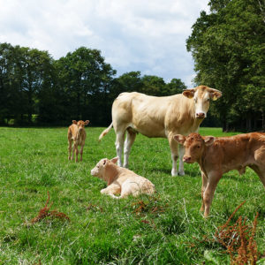 Blonde d´Aquitaine Rinder auf der Weide