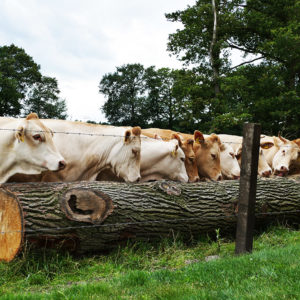 Blonde d´Aquitaine Rinder auf der Weide