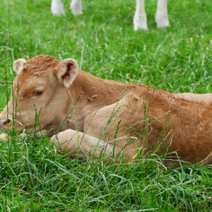 Blonde d´Aquitaine Kalb auf der Weide