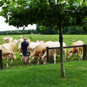 Blonde d´Aquitaine Rinder auf der Weide