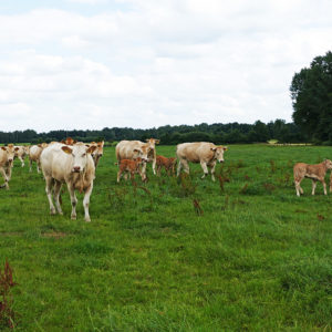 Blonde d´Aquitaine Rinder auf der Weide