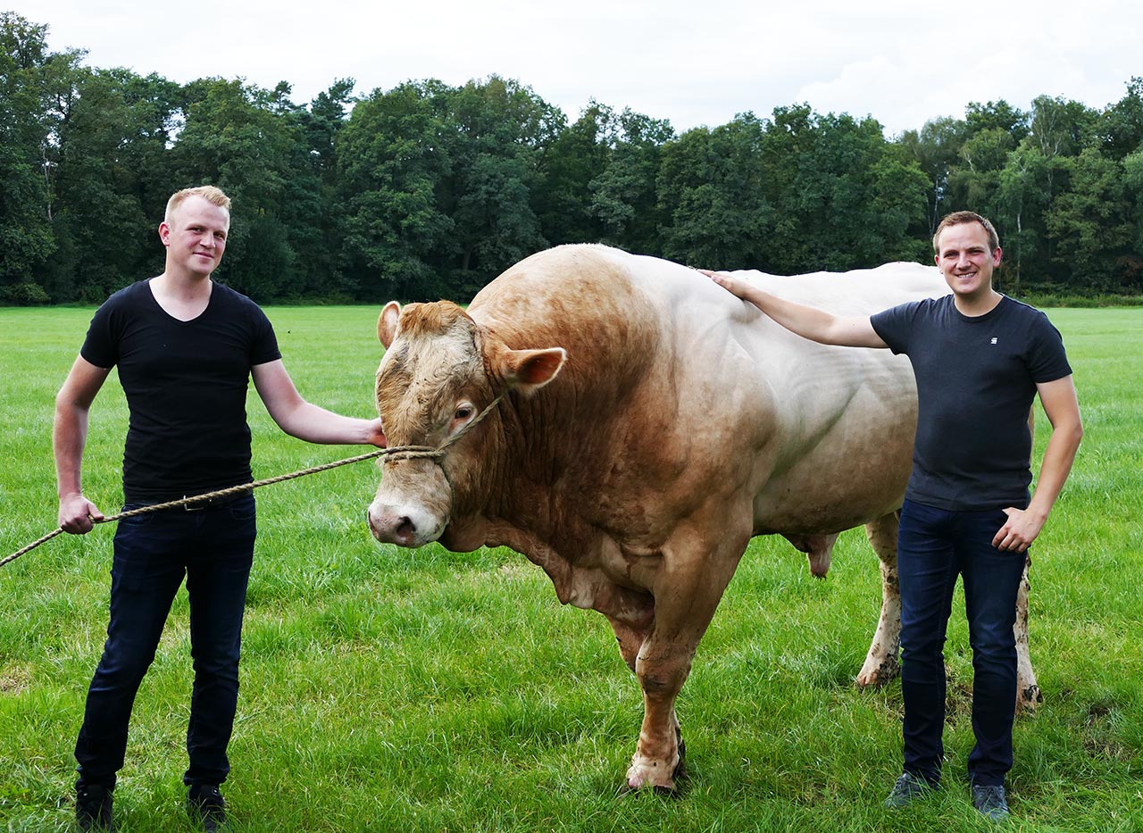 Blonde d´Aquitaine Rinder auf der Weide